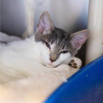 Chinook (bonded with Raider) -  Domestic Short Hair Cat for Adoption in Wilmington, Delaware - Chinook (bonded With Raider) | PetCurious