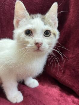 Rescue Domestic Short Hair Cats for Adoption in Seneca, South Carolina - Tabby Tail $50 | PetCurious