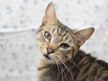 Domestic Short Hair Cats Available for Adoption - Corned Beef | PetCurious