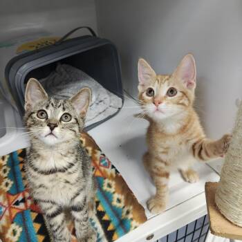 123 and ABC -  Domestic Short Hair Cat for Adoption in Oconto, Wisconsin - 123 And ABC | PetCurious