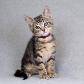 Domestic Short Hair Cats Available for Adoption in Sunnyvale, California - Miso (Burgundy) | PetCurious
