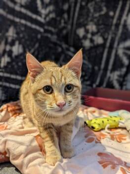 Domestic Short Hair Cats Available for Adoption in St. Cloud, Minnesota - FlapJack | PetCurious