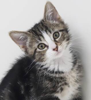 Spider is sweet and sooo special - Round floofy faced snuggle bu -  Turkish Van and Ragdoll Cat for Adoption in Bedford Hills, New York - Spider Is Sweet And Sooo Special - Round Floofy Faced Snuggle Bu | PetCurious