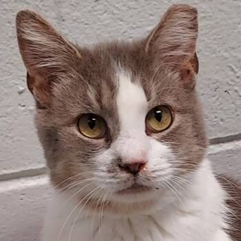 Jalapeno -  Domestic Short Hair Cat for Adoption in Dayton, Ohio - Jalapeno | PetCurious