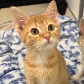 Rescue Tabby Cats for Adoption in Centralia, Illinois - Macaroni | PetCurious