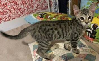 Tug of War -  Domestic Short Hair Cat for Adoption in Wheaton, Illinois - Tug Of War | PetCurious