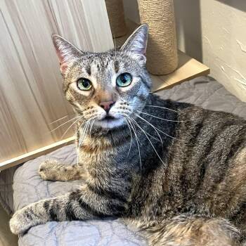 Domestic Short Hair Cats Available for Adoption in Pleasant Hill, California - Bailey | PetCurious