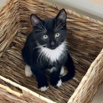 Gilligan -  Domestic Short Hair Cat for Adoption in Atlanta, Georgia - Gilligan | PetCurious