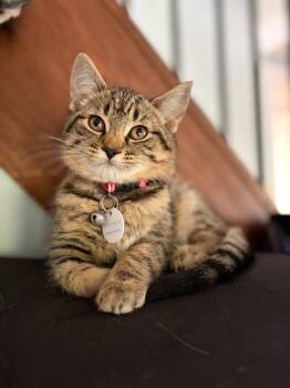 Jiggle -  Domestic Short Hair Cat for Adoption in Arthur, Ontario - Jiggle | PetCurious