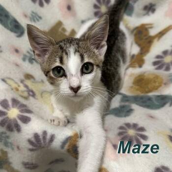 Maze -  Domestic Medium Hair Cat for Adoption in Madisonville, Tennessee - Maze | PetCurious