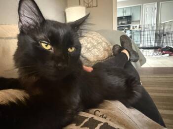 Domestic Medium Hair Cats Available for Adoption in Fenton, Missouri - T