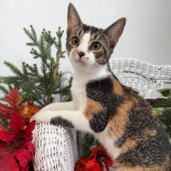 San Chi Chi  56451 -  Domestic Short Hair Cat for Adoption in Eaton Rapids, Michigan - San Chi Chi  56451 | PetCurious