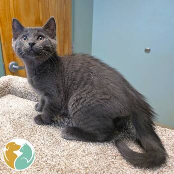 Rescue Domestic Short Hair Cats for Adoption in Toledo, Ohio - Francisco | PetCurious