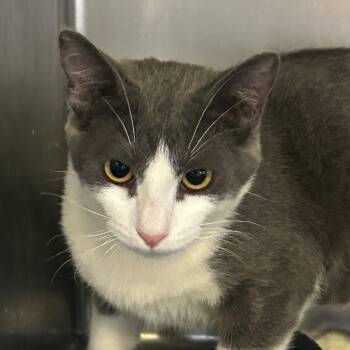 Bravo* -  Domestic Short Hair Cat for Adoption in San Gabriel, California - Bravo* | PetCurious