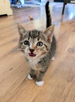 Domestic Short Hair Cats Available for Adoption in Murfreesboro, Tennessee - Nosie | PetCurious