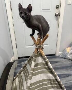 Rescue Domestic Short Hair Cats for Adoption in Lincoln Park, New Jersey - Pixel | PetCurious