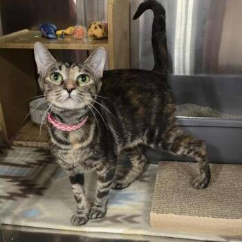 Rescue Domestic Short Hair Cats for Adoption in Warr Acres, Oklahoma - Mamma | PetCurious