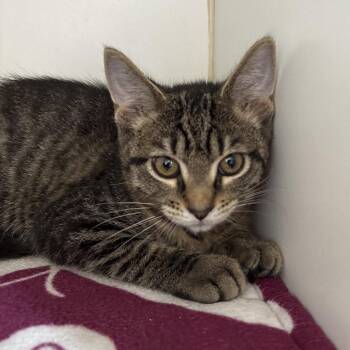 Krabby Patty -  Domestic Short Hair Cat for Adoption in Naperville, Illinois - Krabby Patty | PetCurious