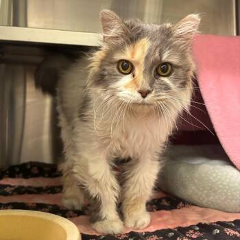 Miss Kitty -  Domestic Long Hair Cat for Adoption in Nashville, Indiana - Miss Kitty | PetCurious