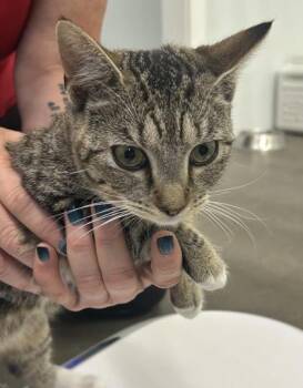 Muffin -  Domestic Short Hair Cat for Adoption in West Chester, Pennsylvania - Muffin | PetCurious