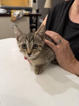 Tater Tot (Available for pre-adoption) -  Domestic Short Hair Cat for Adoption in Camden, South Carolina - Tater Tot (Available For Pre-adoption) | PetCurious