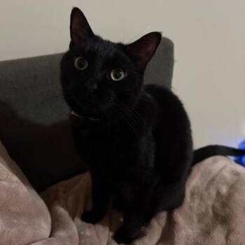Domestic Short Hair Cats Available for Adoption in Burnaby, British Columbia - Zuri | PetCurious