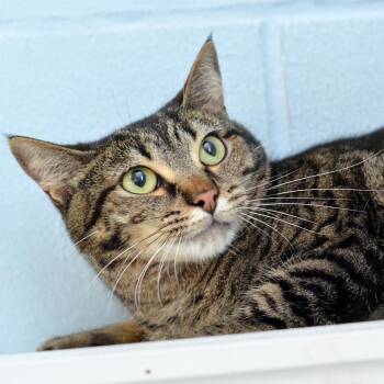Venus -  Domestic Short Hair and Tabby Cat for Adoption in Sanford, Florida - Venus | PetCurious