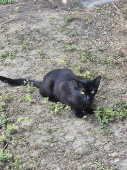 MARIA -  Domestic Short Hair Cat for Adoption in San Antonio, Texas - MARIA | PetCurious