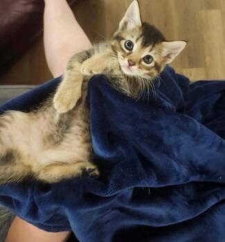 Domestic Short Hair Cats Available for Adoption in Warner Robins, Georgia - Astraea | PetCurious