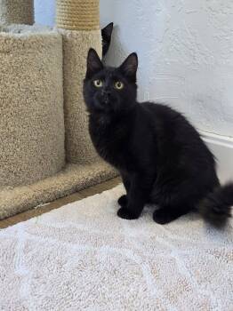Paco -  Domestic Medium Hair Cat for Adoption in Prineville, Oregon - Paco | PetCurious
