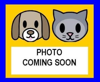 TROOPER -  Domestic Short Hair Cat for Adoption in San Antonio, Texas - TROOPER | PetCurious
