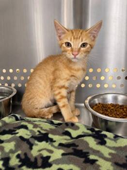 Birtram -  Domestic Short Hair Cat for Adoption in Fort Lupton, Colorado - Birtram | PetCurious