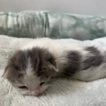 Bento -  Domestic Short Hair Cat for Adoption in Fort Smith, Arkansas - Bento | PetCurious