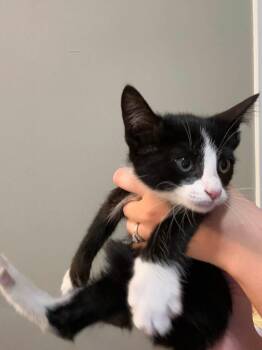 Rosalie -  Domestic Short Hair Cat for Adoption in Enfield, Connecticut - Rosalie | PetCurious