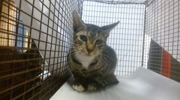 Rescue Domestic Short Hair Cats for Adoption in Doral, Florida - OCTOBER | PetCurious