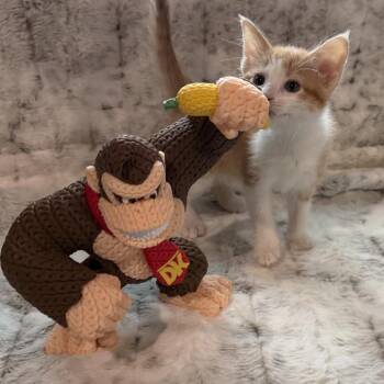 Donkey Kong -  Domestic Short Hair Cat for Adoption in Bloomington, Illinois - Donkey Kong | PetCurious