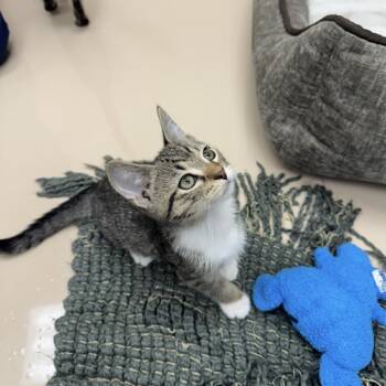 Nigel -  Domestic Short Hair Cat for Adoption in Mebane, North Carolina - Nigel | PetCurious