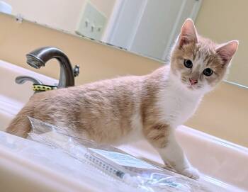 Rescue Domestic Medium Hair Cats for Adoption in Louisa, Virginia - Shortbread | PetCurious