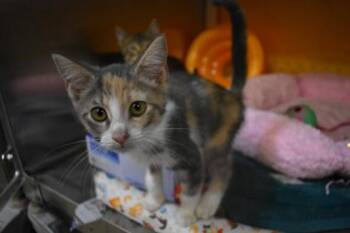 Mary -  Domestic Short Hair Cat for Adoption in Kansas City, Missouri - Mary | PetCurious