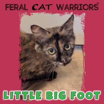 Little Big Foot -  Domestic Medium Hair Cat for Adoption in Kingman, Arizona - Little Big Foot | PetCurious