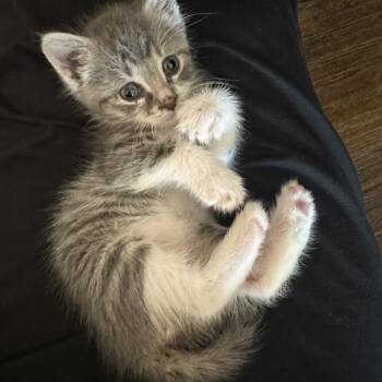 Domestic Short Hair Cats Available for Adoption in Verona, New Jersey - Little Lily | PetCurious
