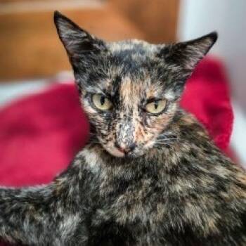 Rescue Domestic Short Hair Cats for Adoption in Phoenix, Arizona - Khaleesi | PetCurious
