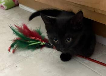 Domestic Short Hair Cats Available for Adoption in Powder Springs, Georgia - Joxie | PetCurious