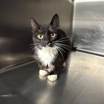MLB -  Domestic Short Hair Cat for Adoption in Falls Church, Virginia - MLB | PetCurious
