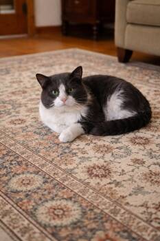 Domestic Short Hair Cats Available for Adoption - Gizmo | PetCurious