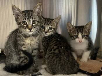 Domestic Short Hair Cats Available for Adoption in Tustin, California - RINGO | PetCurious