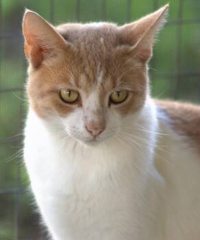 Rescue Domestic Short Hair Cats for Adoption in North Fort Myers, Florida - Ozzy | PetCurious