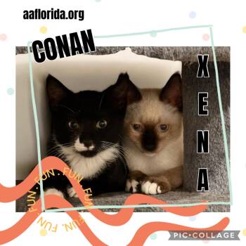 Xena -  Siamese and Domestic Short Hair Cat for Adoption in Pensacola, Florida - Xena | PetCurious