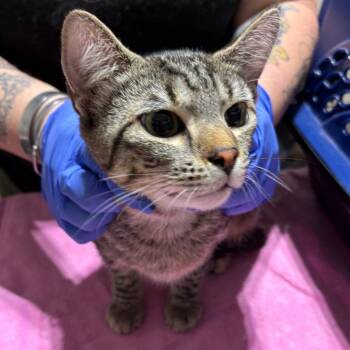 Domestic Short Hair Cats Available for Adoption - Bud | PetCurious