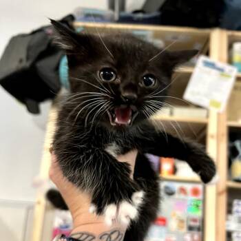 Cat in the Hat (Dr. Seuss) -  Domestic Short Hair Cat Available for Adoption in Charlotte, North Carolina - Cat In The Hat (Dr. Seuss) | PetCurious
